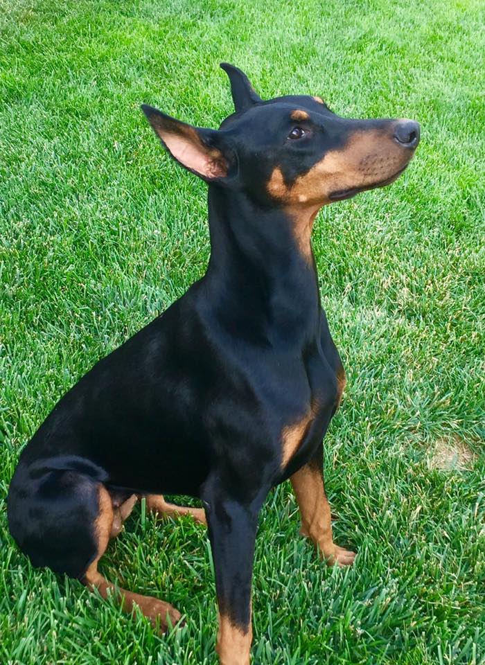 Red rock dobermans premier las vegas doberman breeder
